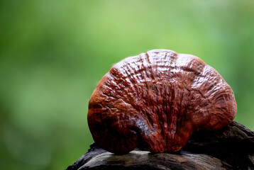 Wall Mural - Reishi or lingzhi Mushroom on natural background.