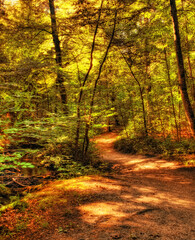 Autumn, trees and forest with path in nature for eco friendly, sustainability and environment in park. Outdoor, foliage and leaves with sunshine at countryside for season, garden and woods in Canada