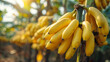 © juraj - Ripe yellowing bananas hang in bunches on banana plantations