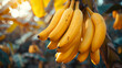 © juraj - Ripe yellowing bananas hang in bunches on banana plantations