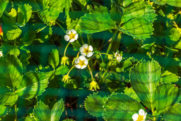 Wall Mural - Macro view of strawberry bushes blooming in the garden bed.