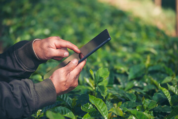 Wall Mural - Smart farmer holding smartphone in eco green farm sustainable quality control. Close up Hand control planting tree. Farmer hands cultivated fresh garden in eco biotechnology. Farmland technology