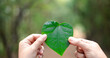 © doidam10 - Green leaf in her hand was a symbol of love for nature, representing the concept of natural beauty and the importance of ecology. leaf, love, nature, nubes, concept, green, hand, natural, ecology.