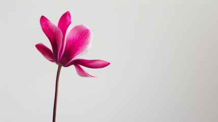 Wall Mural - a single pink flower that is in front of a white background