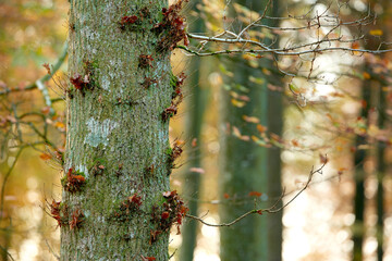 Tree, trunk and branches in nature with green forest for environment with conservation in outdoors. Wood, botanical and autumn season scenery with land, countryside and peace in calm wilderness.