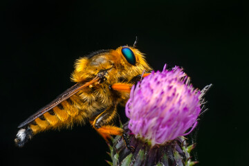 Wall Mural - Macro shot of a robber fly in the garden