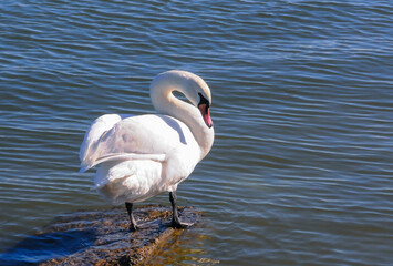 Wall Mural - Mute swan near the Black Sea coast in winter, Ukraine