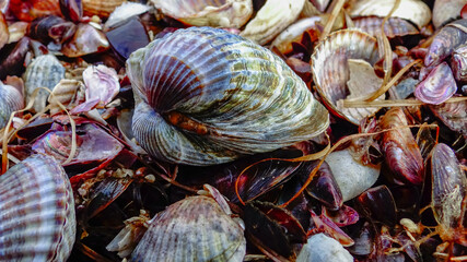 Wall Mural - Shells of marine bivalve mollusks in storm discharges - Monodacna sp., Cerastoderma sp., Mytilaster  lineatus