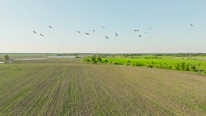 Stork nature animal bird wild aerial flora outdoor fauna