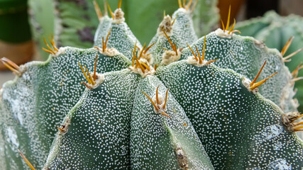 Wall Mural - Close-up, cactus Astrophytum sp., in the collection