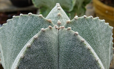 Wall Mural - Close-up, cactus Astrophytum sp., in the collection