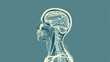 © NEW - Illustration of human head and neck anatomy showcasing brain structure, nervous system, and facial muscles in side profile on teal background.