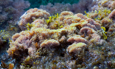 Wall Mural - (Corallina elongata), red calcareous algae on rocks in the splash zone on the island of Gozo, Malta