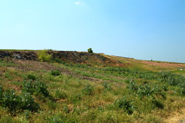 A grassy hill with bushes