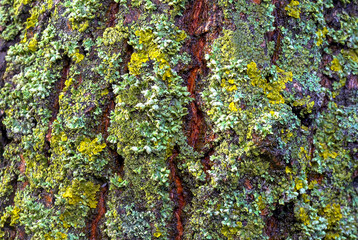 Wall Mural - Lichens overgrown tree trunk, symbiosis of fungus and algae, indicator species