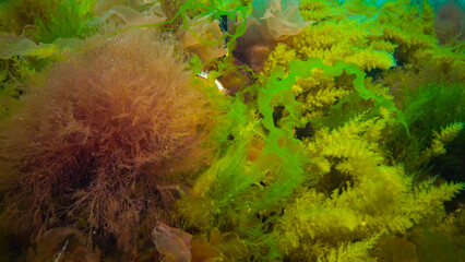 Wall Mural - Underwater landscape, Black Sea. Green, red and brown algae on the seabed