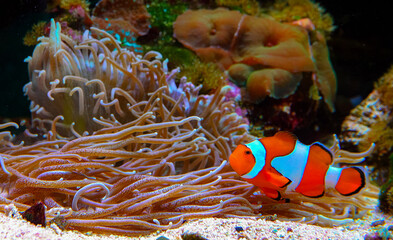 Clown fish, Anemonefish (Amphiprion ocellaris) swim among the tentacles of anemones