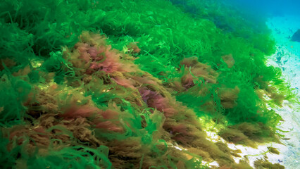 Underwater landscape, Black Sea. Green, red and brown algae on the seabed