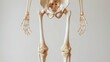 © Bijac - human skeleton anatomy illustration focusing on lower limbs and bone joints