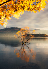 Wall Mural - Sunrise glowing on Wanaka tree or Willow tree with autumn forest at Lake Wanaka, New Zealand