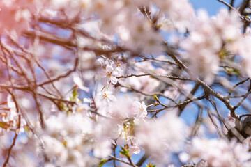 Wall Mural - select focus beautiful bouquet pink Japanese cherry blossoms flower or sakura bloomimg on the tree branch.  Small fresh buds and many petals layer romantic flora in botany garden. isolated on blue sky