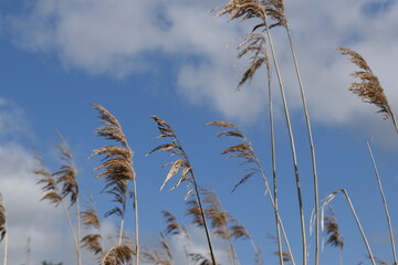 reed against blue sky