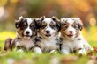 © deviddo - American Shepherd dog