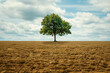 © Emre Akkoyun - A single tree in a vast, barren field, isolation and solitude concept
