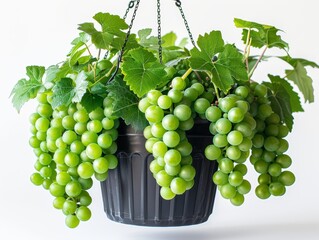 Vibrant bunches of green grapes hanging in a black pot with lush leaves, offering freshness and natural beauty in indoor or garden setting.