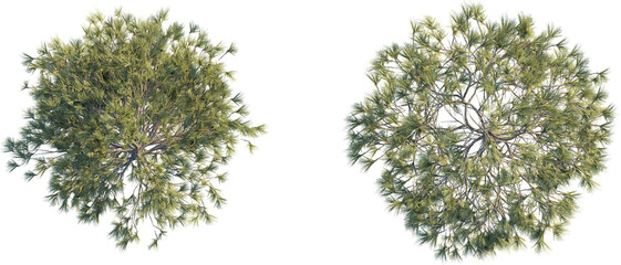 Pinus ponderosa tree top view, tree plan 4k png cutout