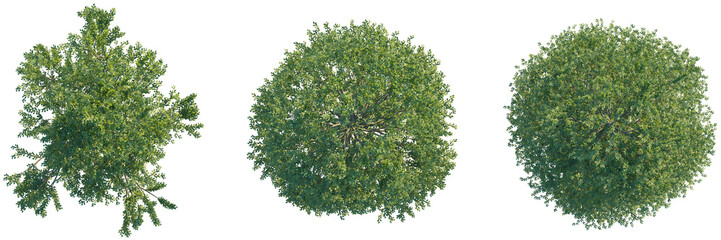 Wall Mural - Alnus glutinosa tree top view, tree plan 4k png cutout