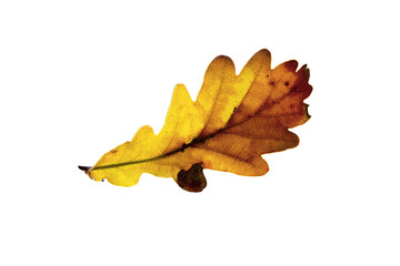 Wall Mural - Beautiful oak leaf isolated over white background
