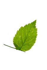 Wall Mural - One birch leaf isolated on white background, top view