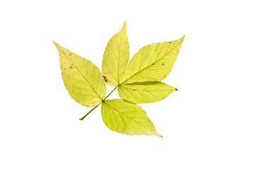Wall Mural - Rowan Sorbus aucuparia leaf isolated on white background