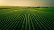 © Porawit - Aerial view of a flat farmland with perfectly aligned crops, showcasing agricultural efficiency and natural beautyai