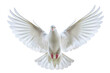 © Pinakoteka - A white dove lying with wings spread wide isolated on transparent png background. White dove pigeon symbolizing peace, freedom, and purity.