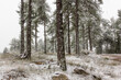 © ADDICTIVE STOCK - Snowy woodland scene in Sierra de Guadarrama, Spain