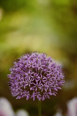 Wall Mural - Allium Giganteum blooming in a garden, ornamental garlic flowers, closeup on bokeh garden background.