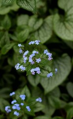 Wall Mural - Siberian bugloss, brunnera blue flowers blooming closeup, blue flowers on bokeh leaves background.