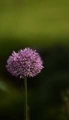 Wall Mural - Allium Giganteum blooming in a garden, ornamental garlic flowers, closeup on bokeh garden background.