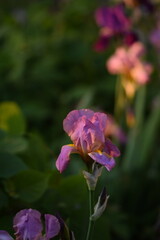 Wall Mural - Pink-purple iris germanica flowers in garden, iris on bokeh green garden background.