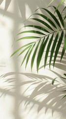 Wall Mural - A palm leaf casting a shadow on a light cream wall