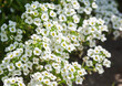 © Dimid - White small alyssum flowers in the garden.