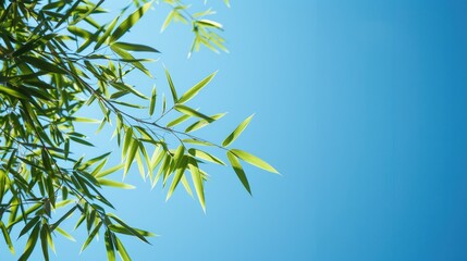 Wall Mural - Bamboo leaves against a backdrop of clear blue sky for Chinese New Year theme with space for text