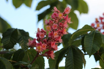 Wall Mural - clusters of pink chestnut flowers with green leaves on a blue sky background