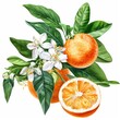 © Serhii - Orange Blossom Illustration: Realistic Watercolor Citrus Bouquet Perfect for Invitations and Postcards