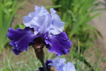 Wall Mural - beautiful iris flower close-up, purple iris in the garden 