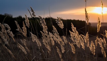 Wall Mural - sunset in the field close view of grass stems against dusty sky calm and natural background