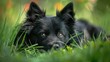 © The 2R Artificiality - Schipperke young female resting in the grass with a lovely expression showcasing patience as a model