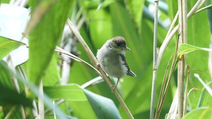 Wall Mural - Eurasian blackcap female juvenile bird close-up (Sylvia atricapilla) 